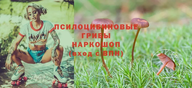 даркнет как зайти  Порхов  Псилоцибиновые грибы Psilocybine cubensis 